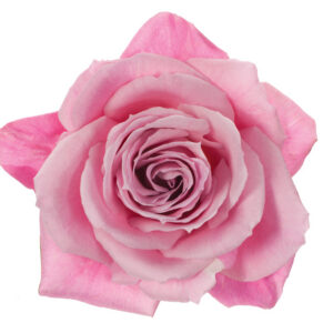Rose Pink Blushing Eskimo