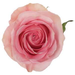 Rose Pink Luciano