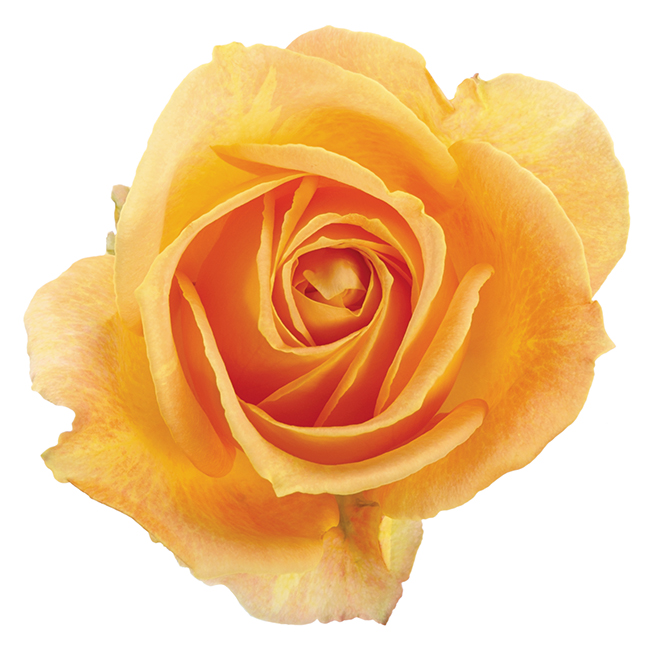 Garden Rose Yellow Candlelight – DVFlora