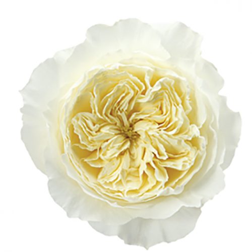 Roses Garden White Patience