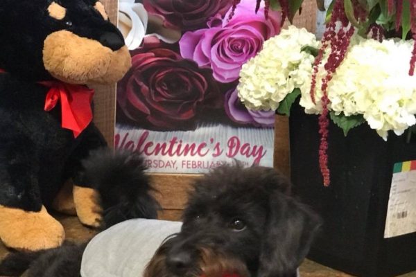 Jude Anthony Florist