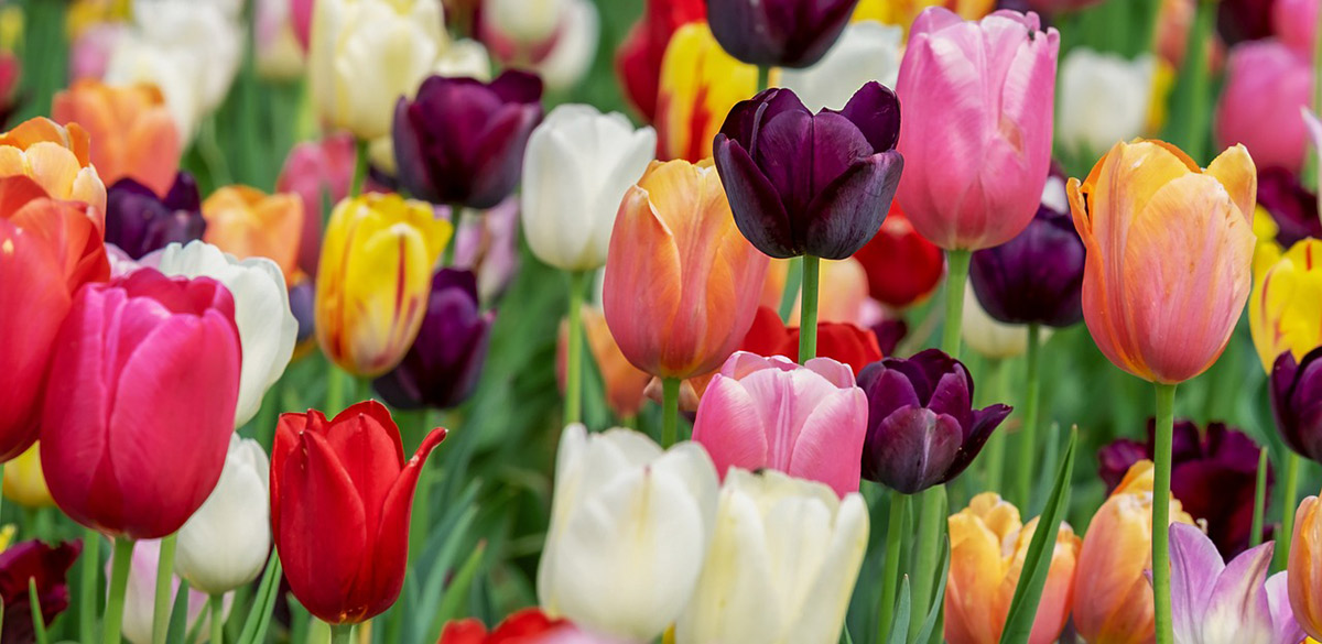 What to Expect for the Upcoming Tulip Season