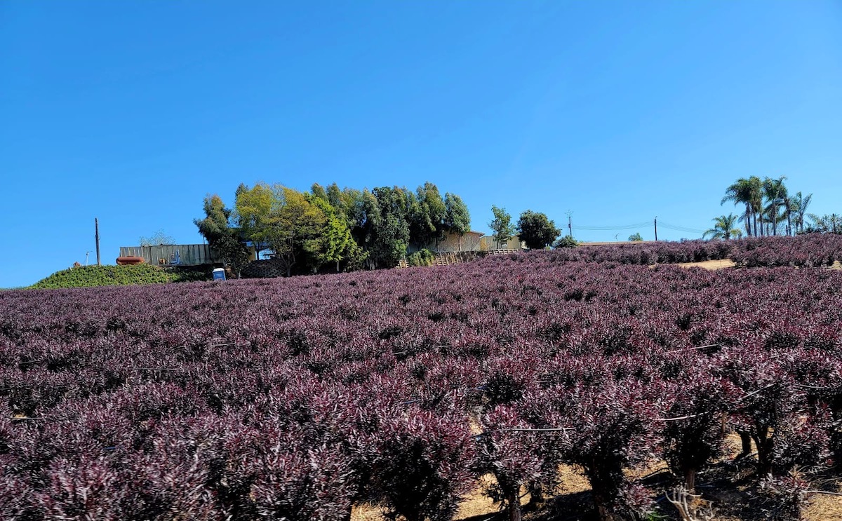 California Crop Update for Late February & Early March