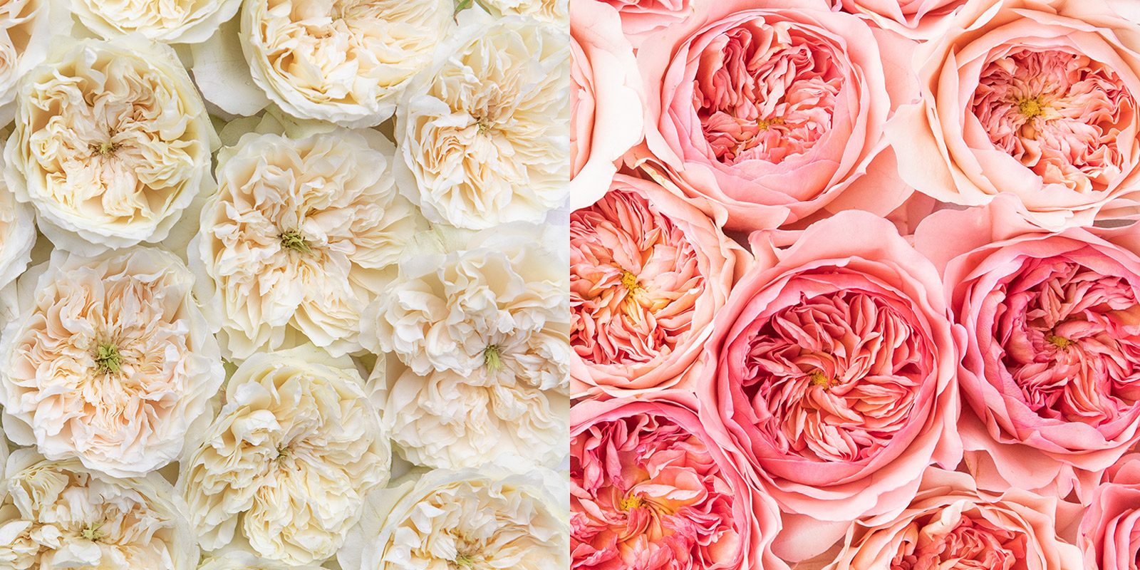 David Austin Launches Two New Wedding Roses