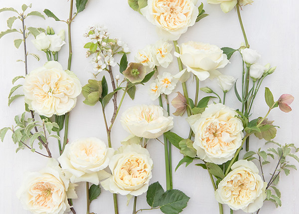 David Austin Rose, Enid, flat lay photography.