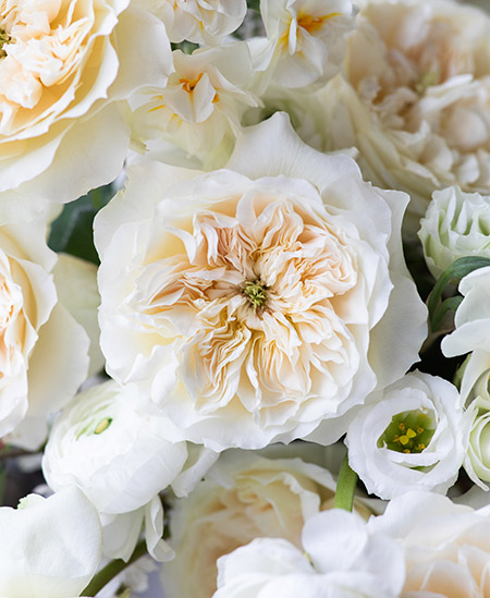 Close up of David Austin's new rose Enid