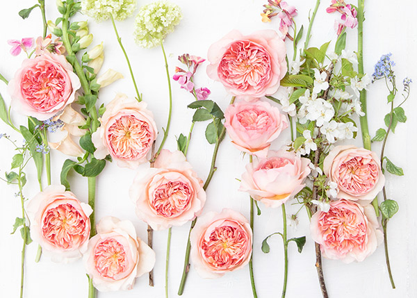 David Austin Rose, Phoebe, flat lay photography.