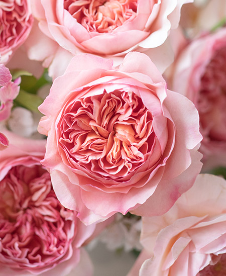 Close up of David Austin's new rose Phoebe